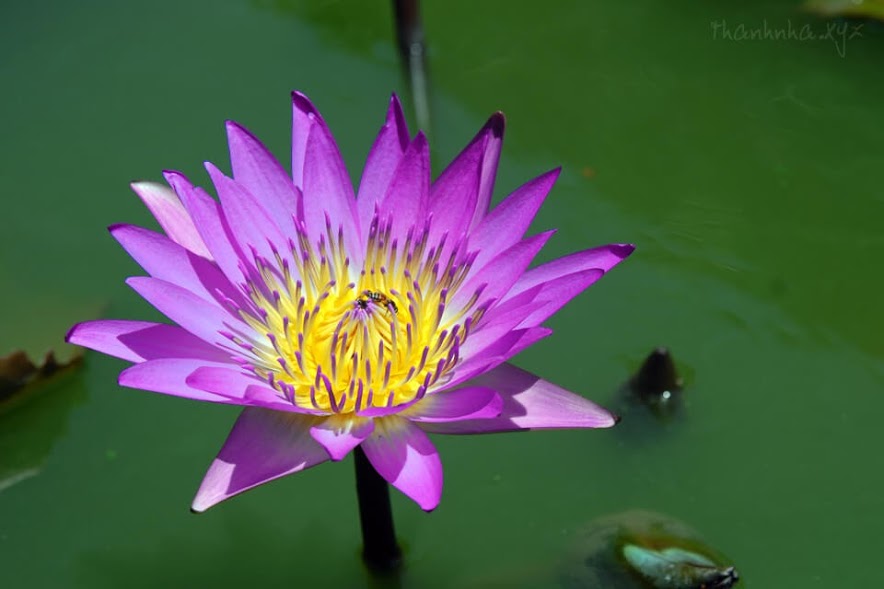 Bảo trì lương thiện là một loại lựa chọn, cũng là một loại phẩm đức Bảo trì lương thiện là một loại lựa chọn, cũng là một loại phẩm đức