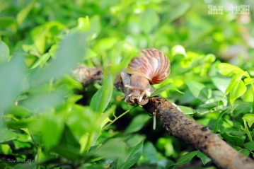 Câu chuyện ốc sên Câu chuyện ốc sên
