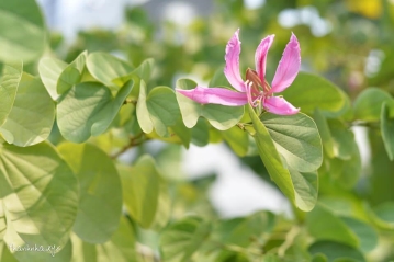 Làm người, ta lựa chọn chân thành Làm người, ta lựa chọn chân thành