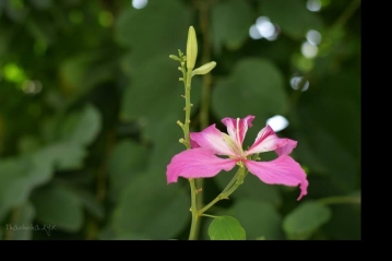Những niềm vui nhỏ Những niềm vui nhỏ